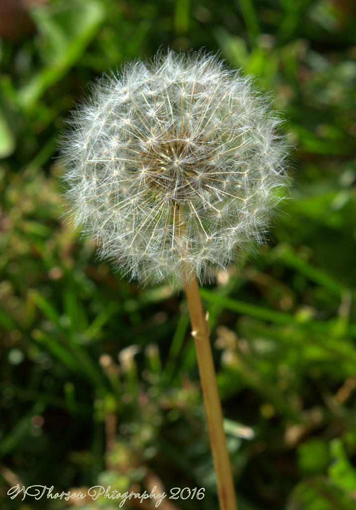 Dandelion 10-15-2016.jpg