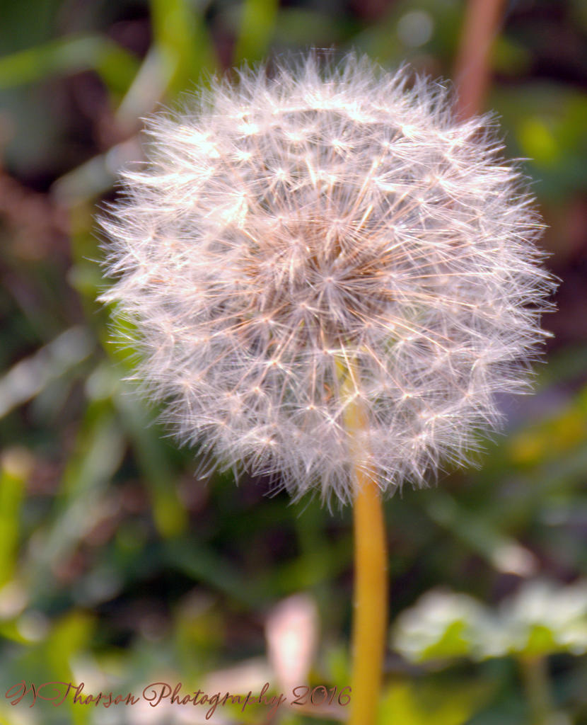 Dandelion 11-6-2016.jpg