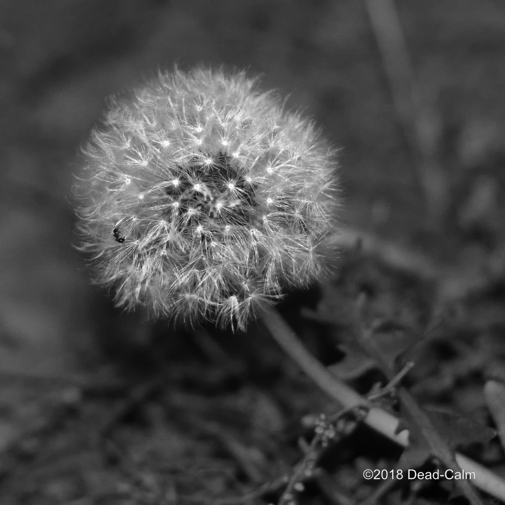 Dandelion 500_4733.jpg