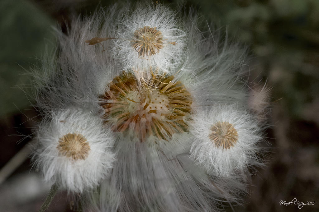 dandelion dbl exposure.jpg
