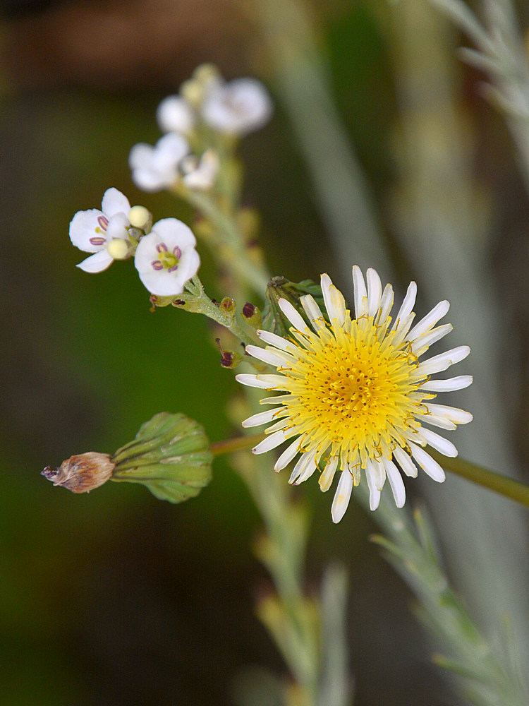Dandelion.jpg