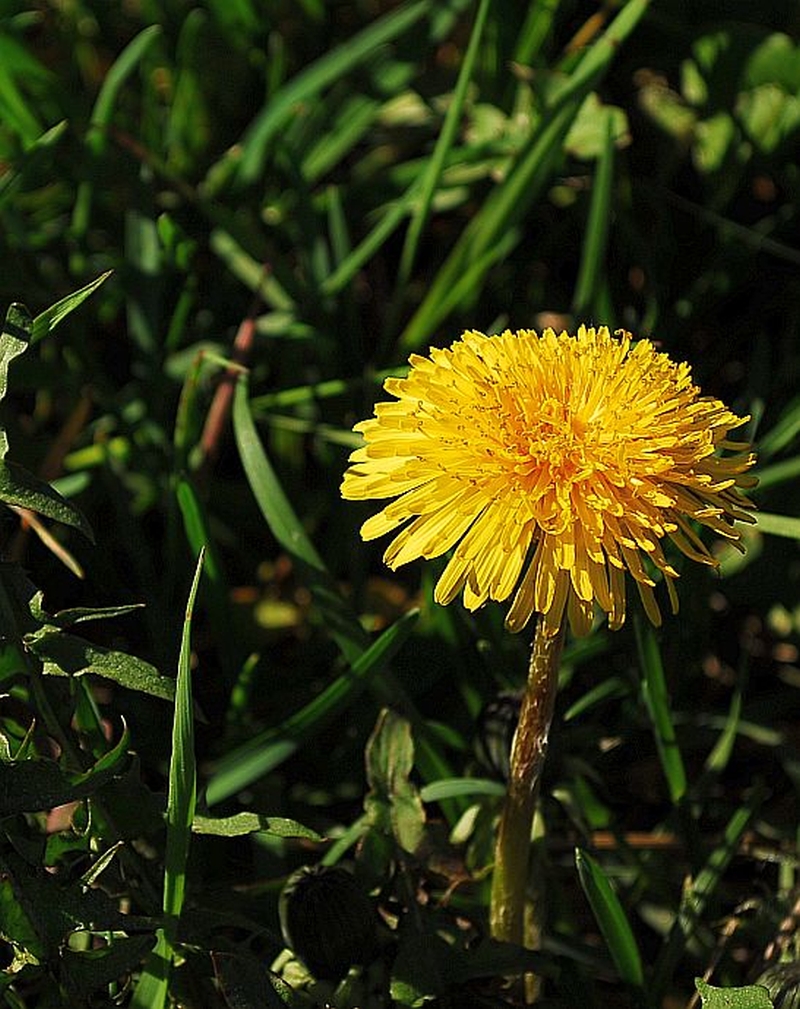 Dandelion.jpg