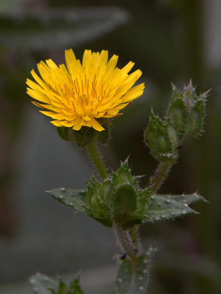 Dandelion.jpg