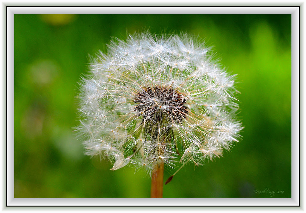 Dandelion.jpg
