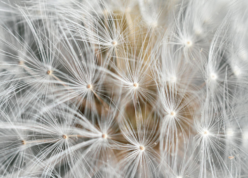 Dandelion Macro-.jpg