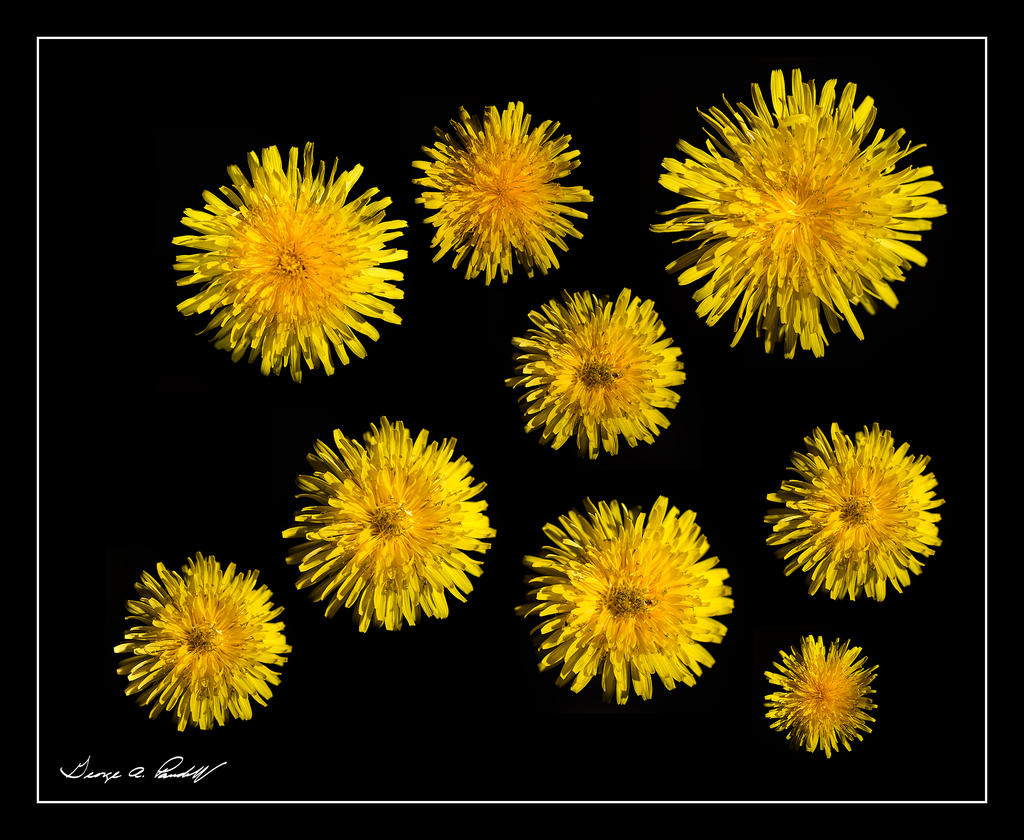 Dandelions.jpg