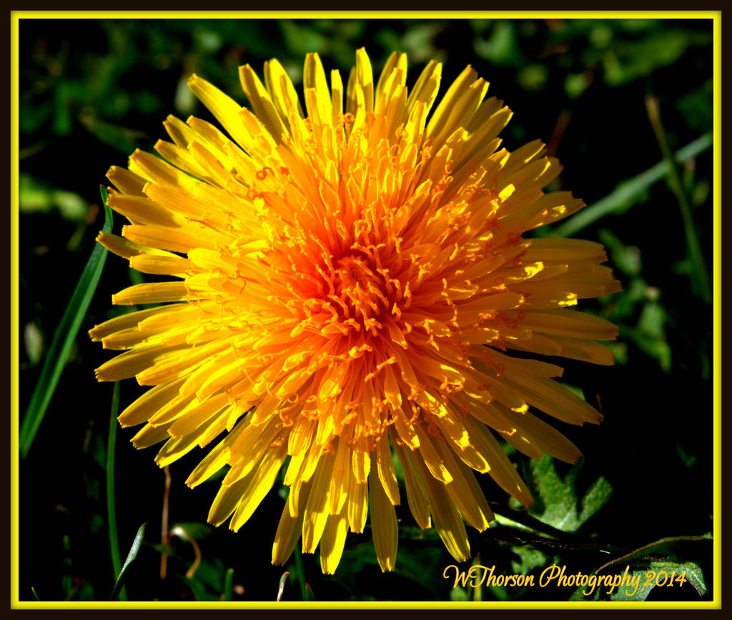 Dandilion closeup.jpg