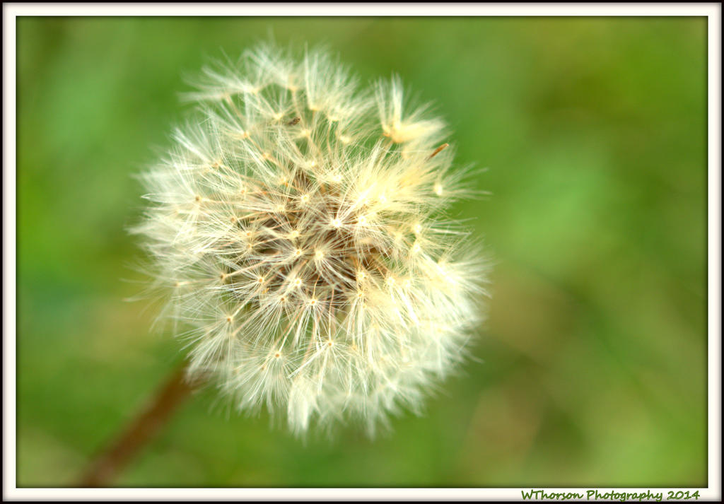 Dandilion in June.jpg