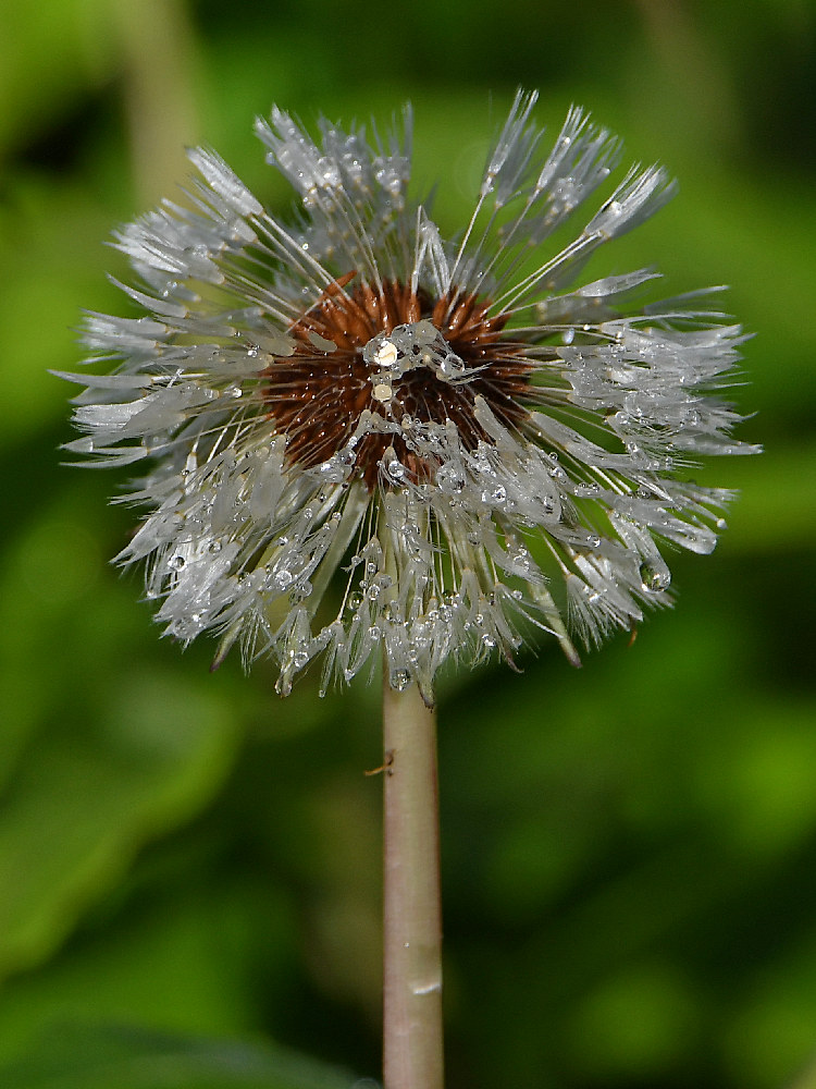 Dandilion.jpg