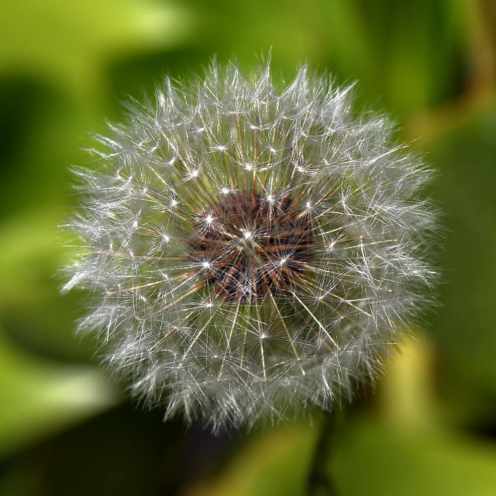 Dandilion.jpg