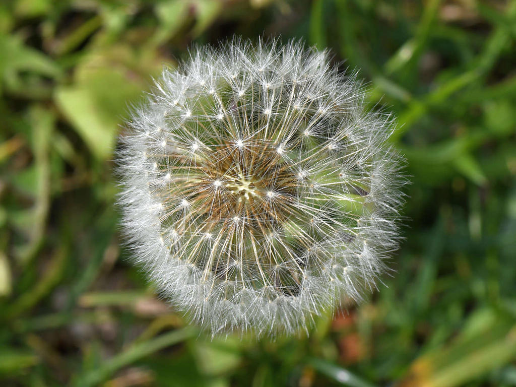 Dandilion.jpg