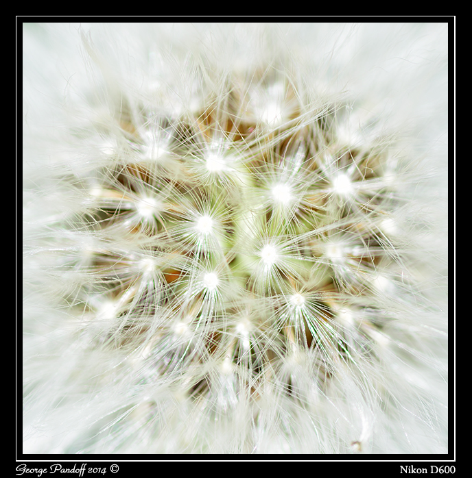 Dandilion.jpg