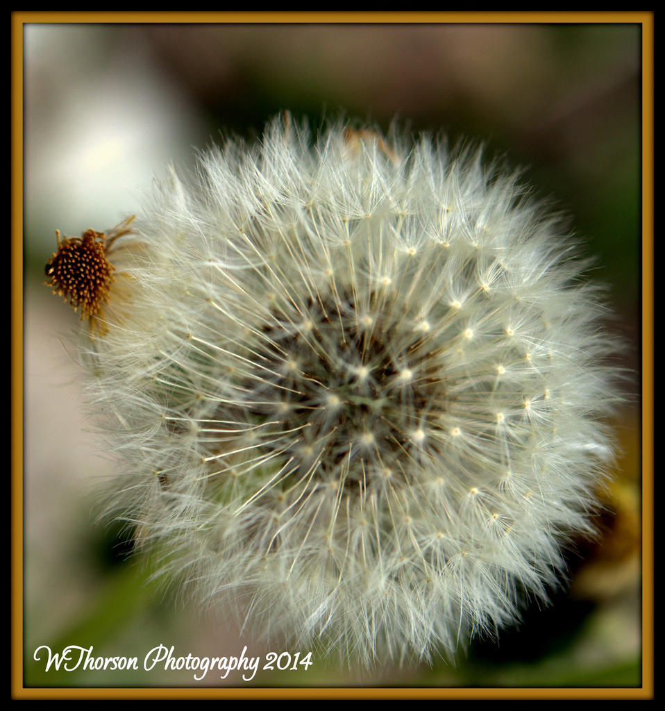 Dandilion Seeds 2.jpg