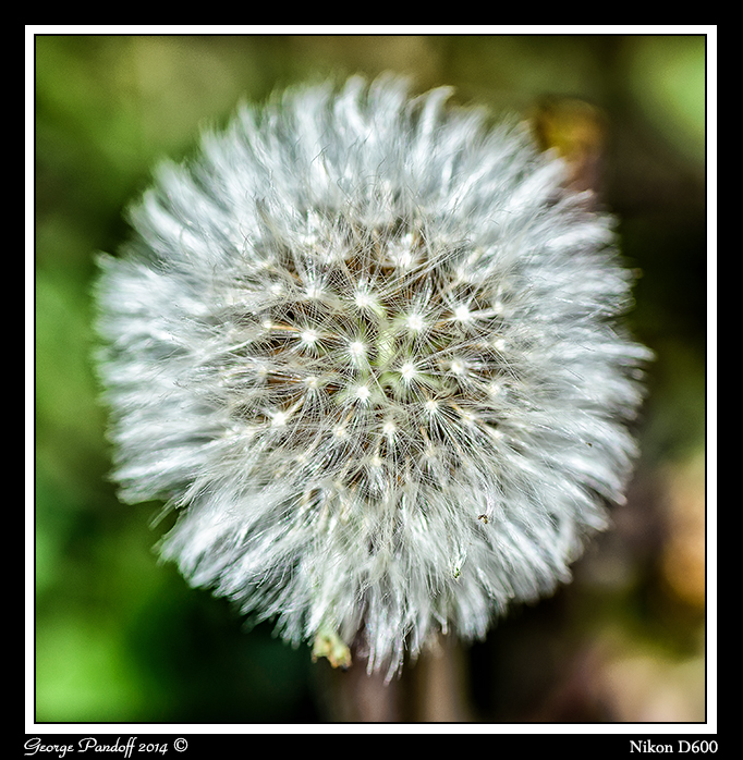 dandilion2.jpg
