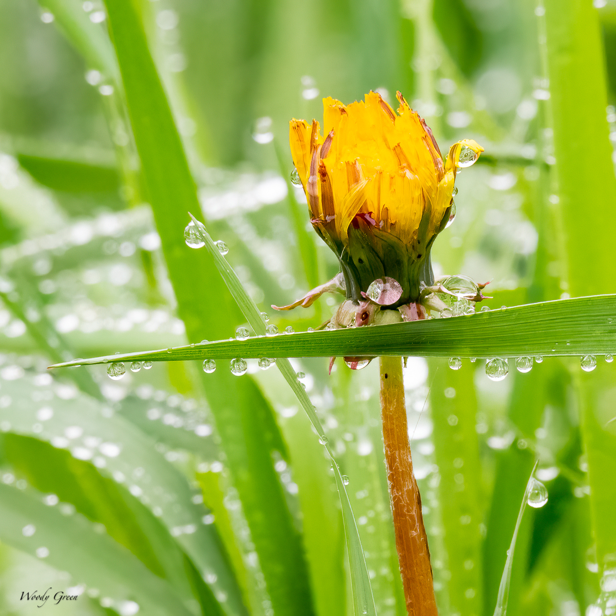 Dandy-636.jpg