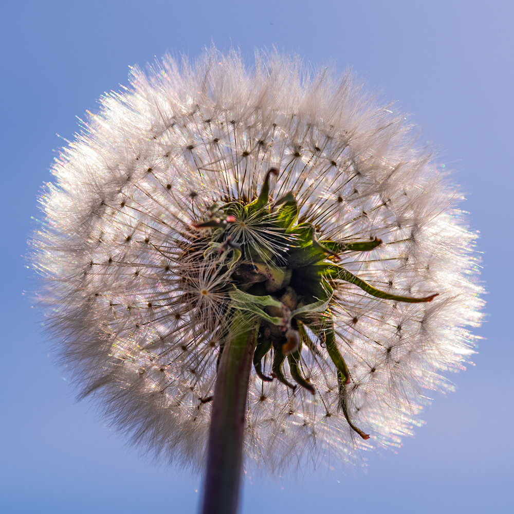 Dandy Clock_DSC0846.jpg