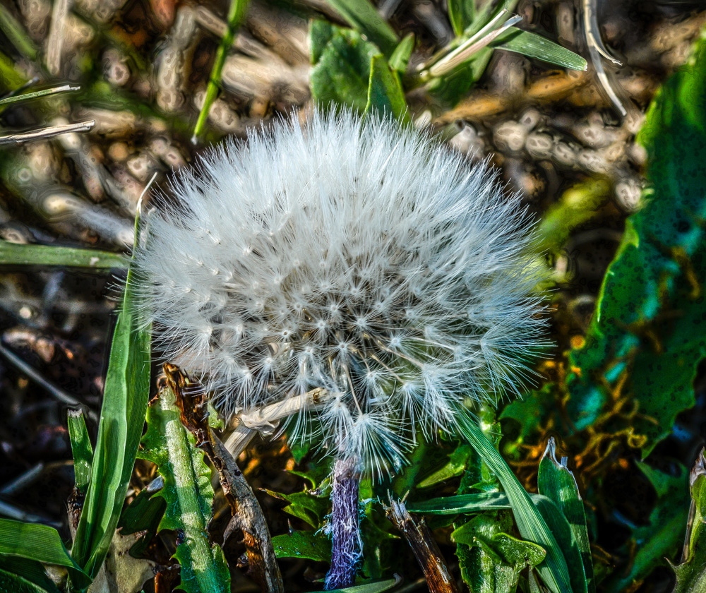 dandy - jpeg-small..jpg