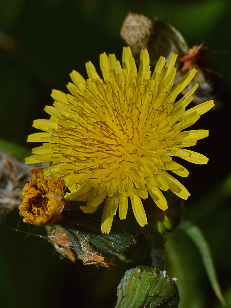 Dandylion.jpg
