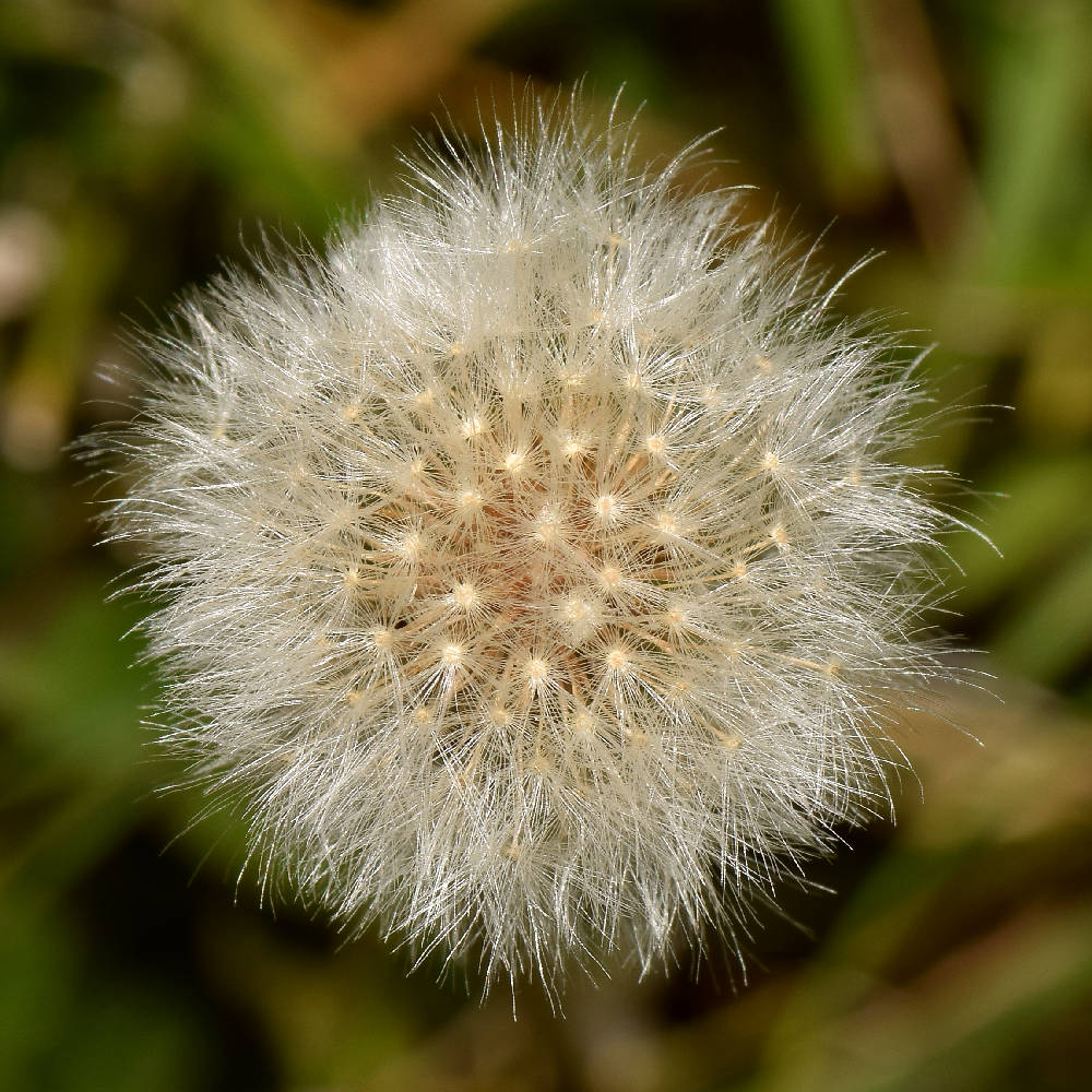 Dandylion.jpg