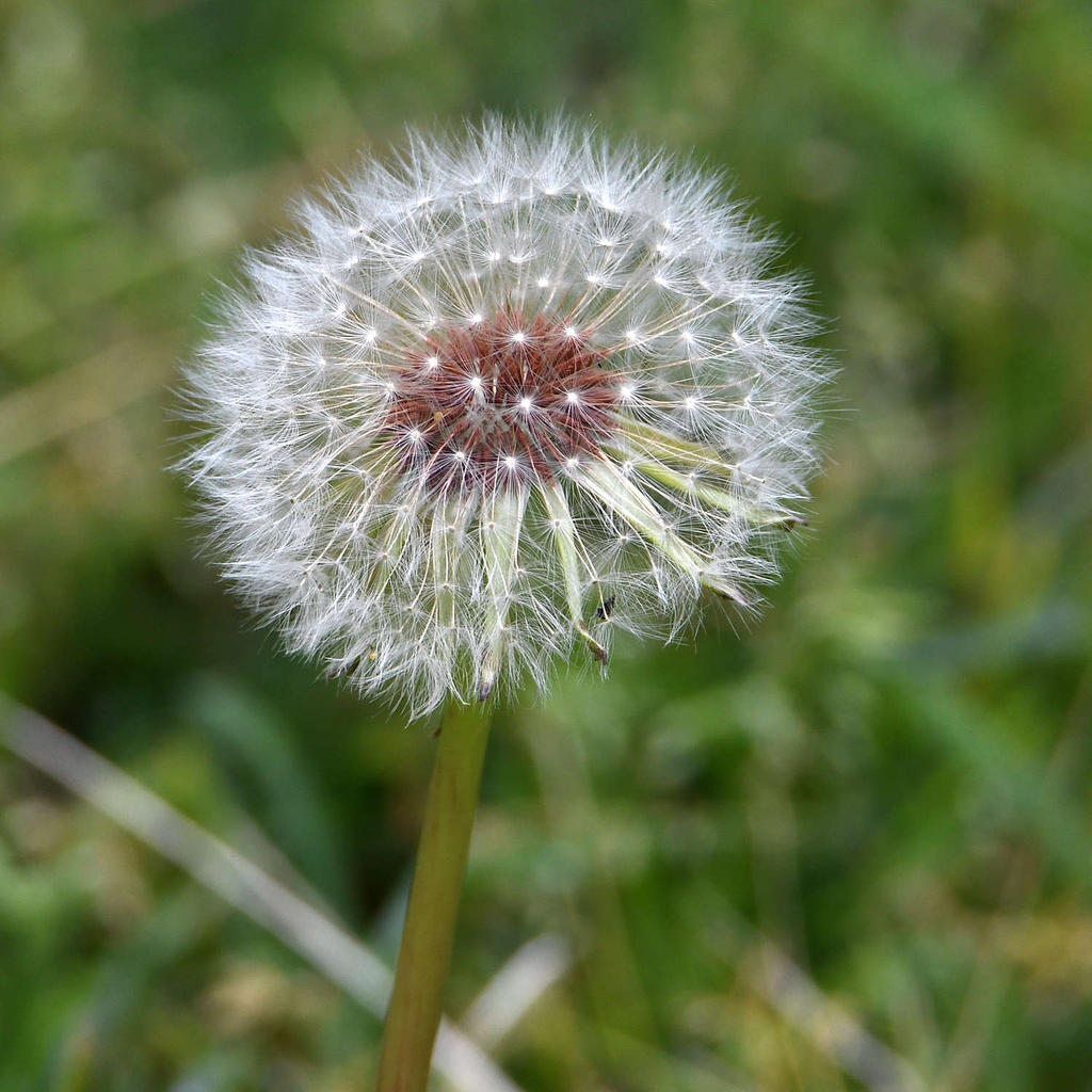 DandyLion.jpg