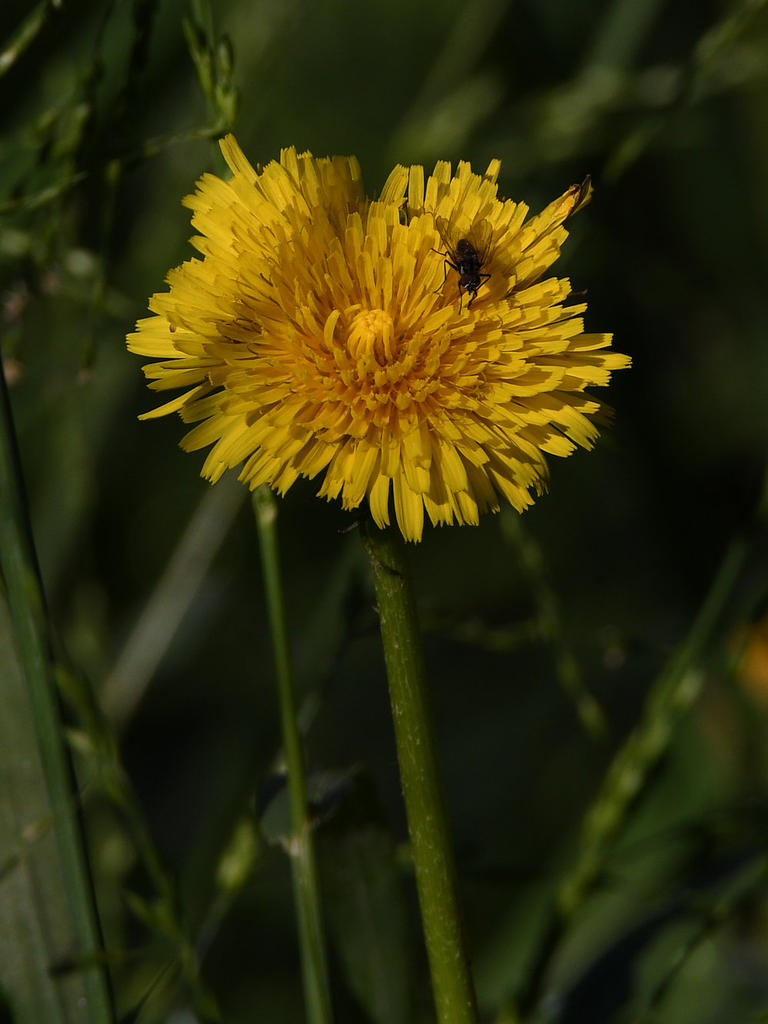 Dandylion.jpg