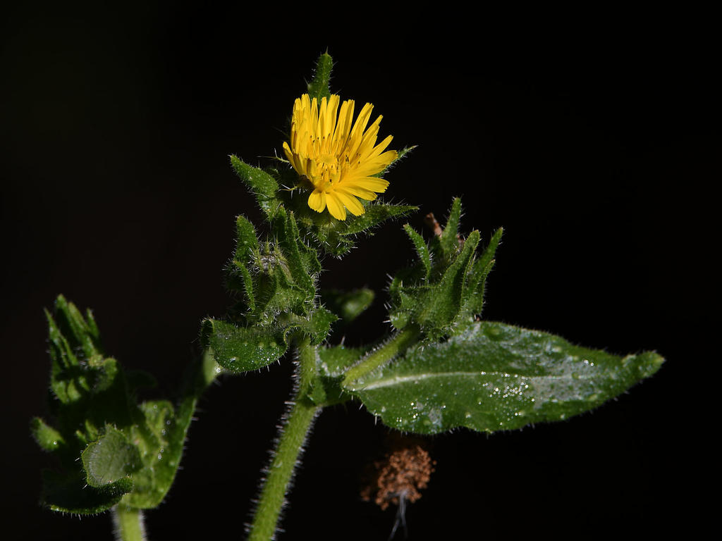 Dandylion.jpg
