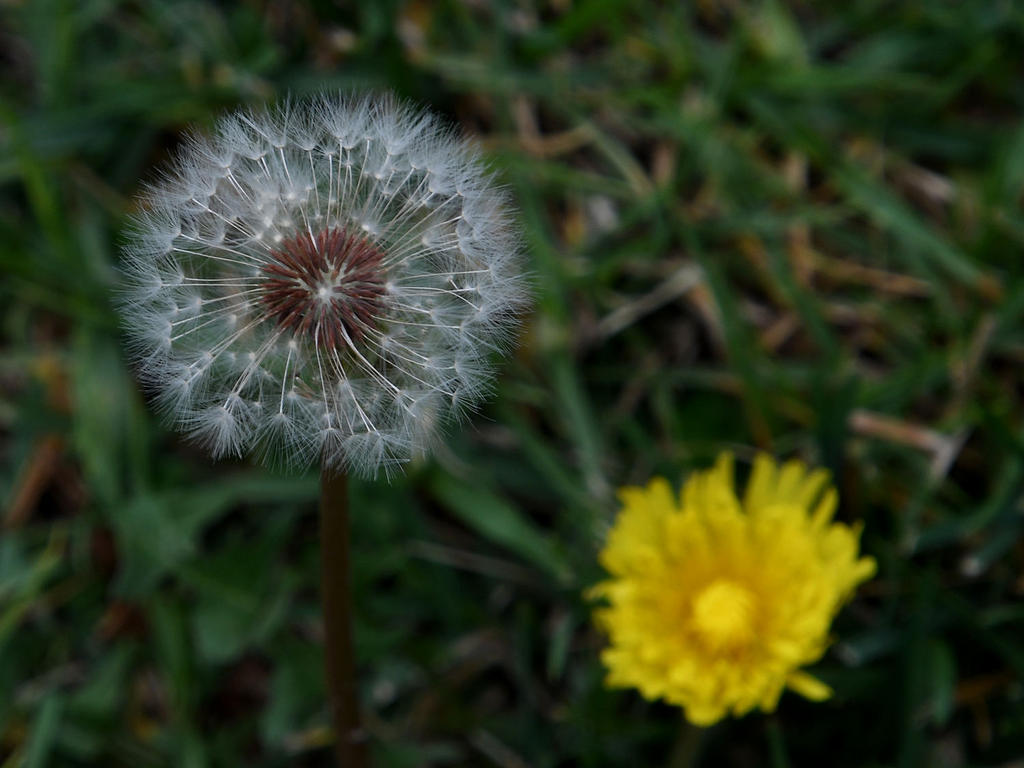 Dandylion.jpg