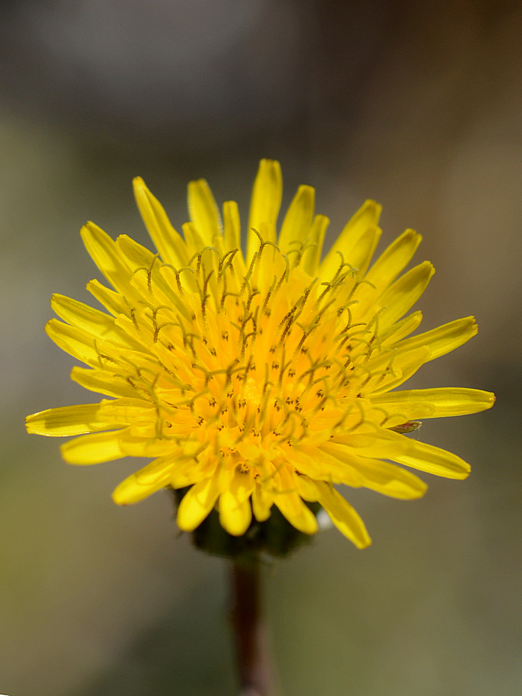 Dandylion.jpg