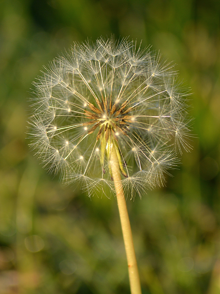 Dandylion01Jan2014.jpg