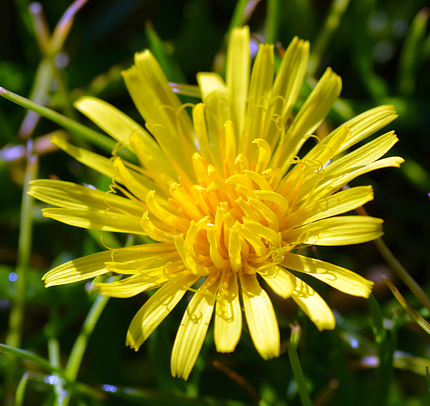 Dandylion11Jan2014.jpg