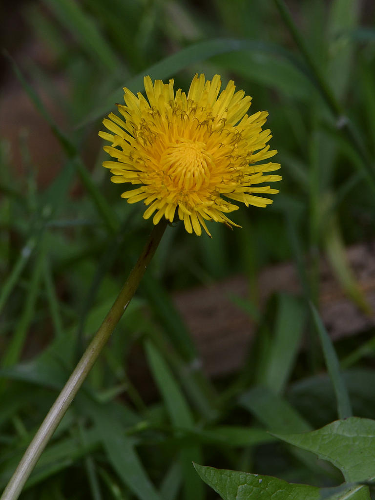 DandyLion3.jpg