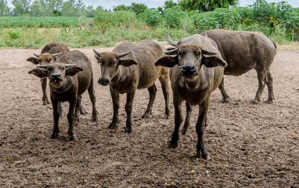 danei-farm-part-1-14.jpg