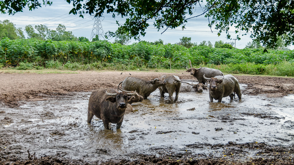 danei-farm-part-1-17.jpg