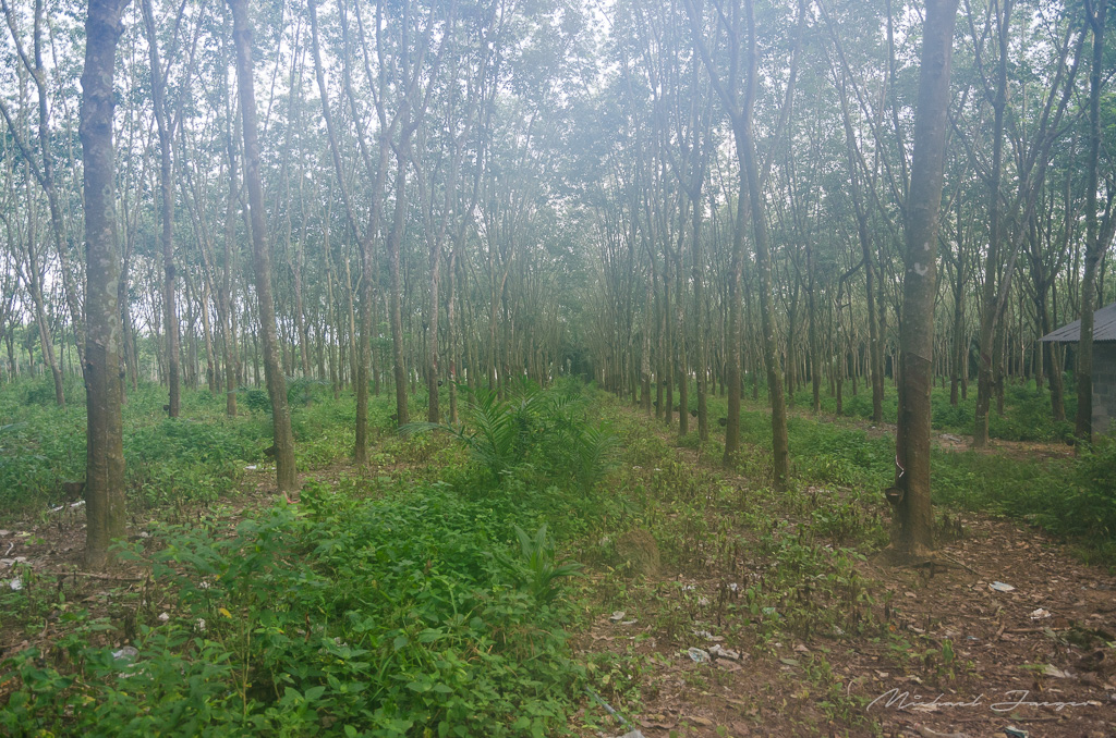 danei-farm-part-2-2.jpg