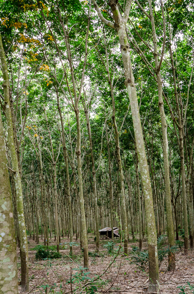 danei-farm-part-3-8.jpg