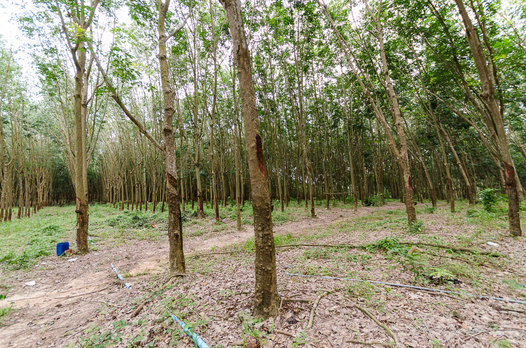 danei-farm-part-4-1.jpg