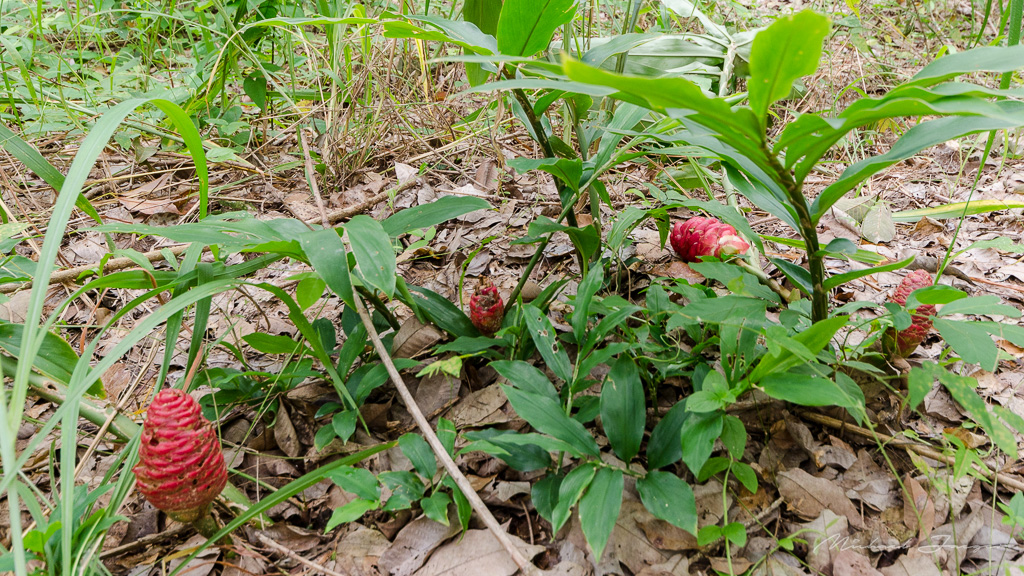 danei-farm-part-4-11.jpg