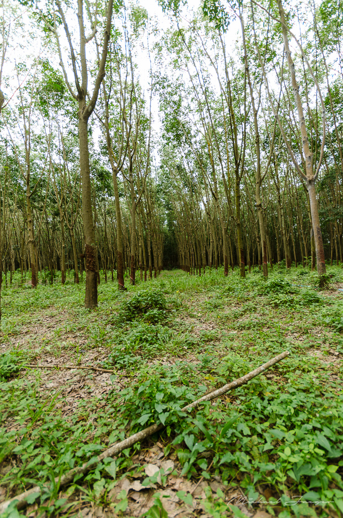 danei-farm-part-4-3.jpg