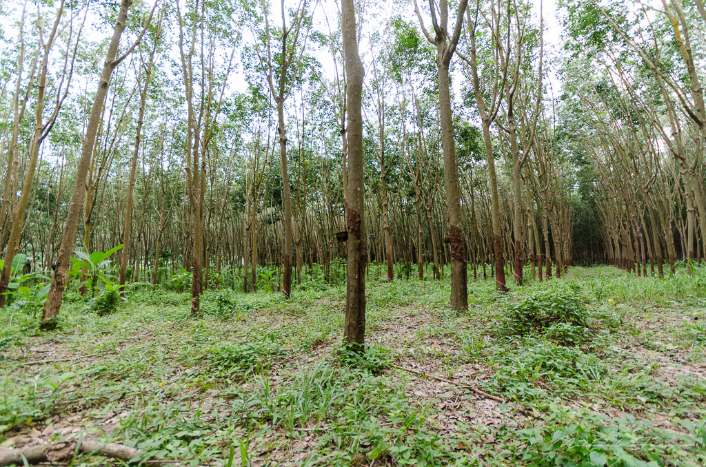 danei-farm-part-4-4.jpg