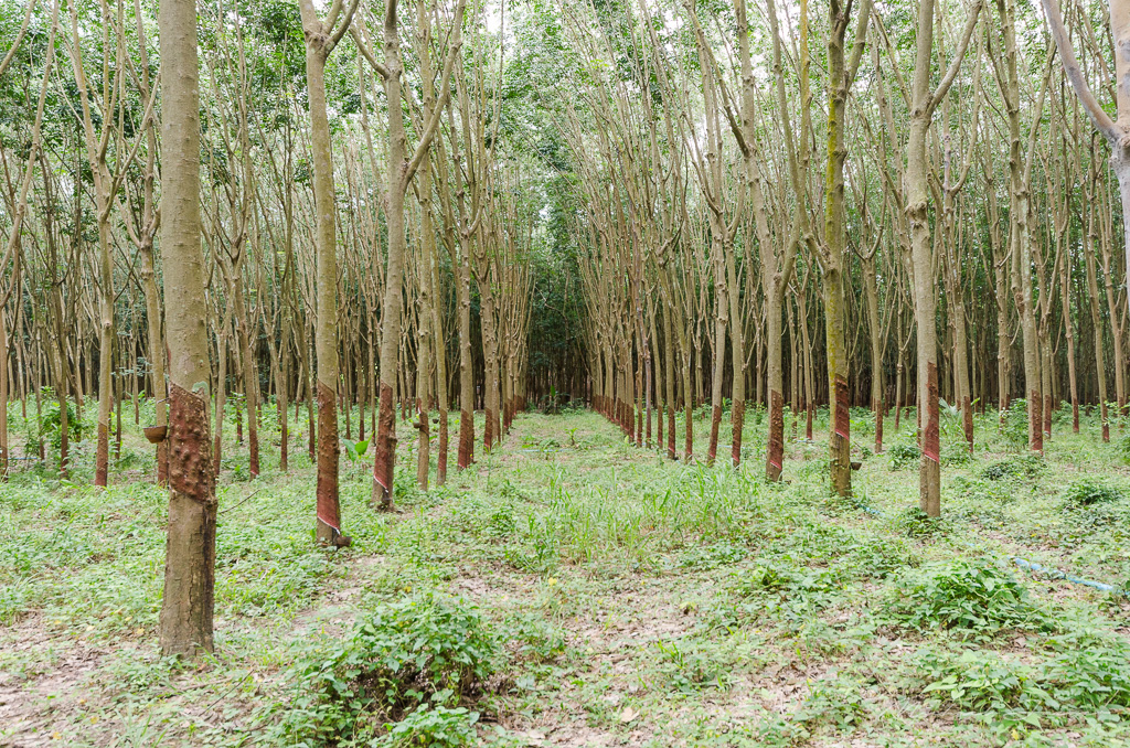 danei-farm-part-4-5.jpg
