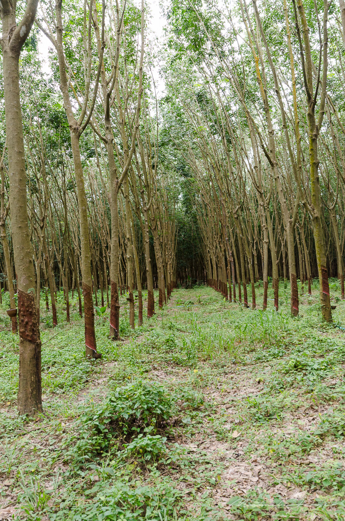 danei-farm-part-4-6.jpg