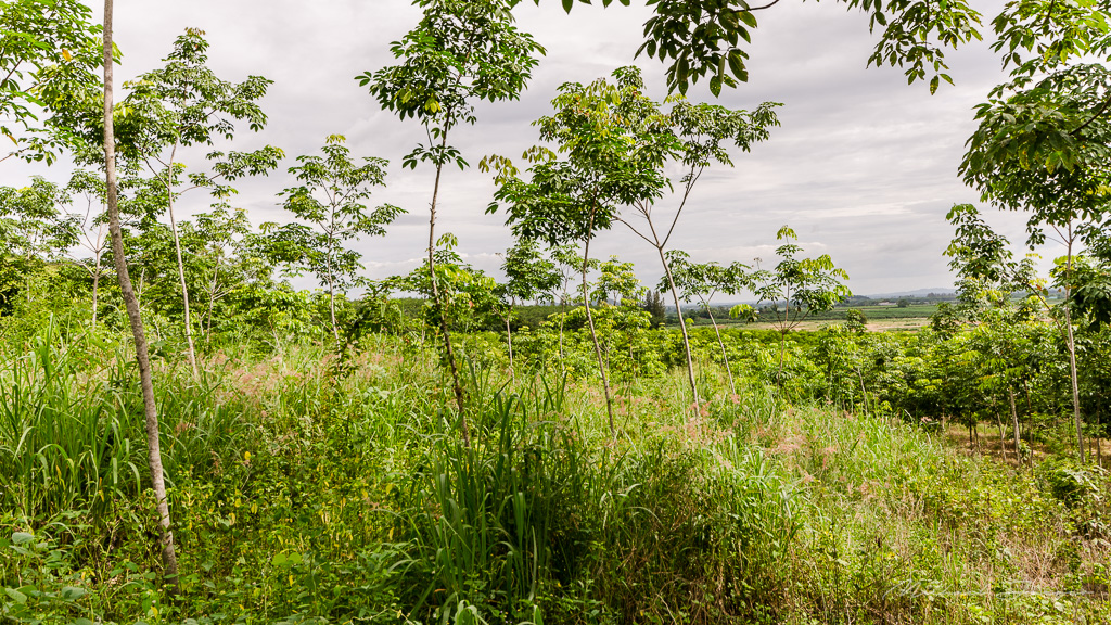 danei-farm-part-5-16.jpg