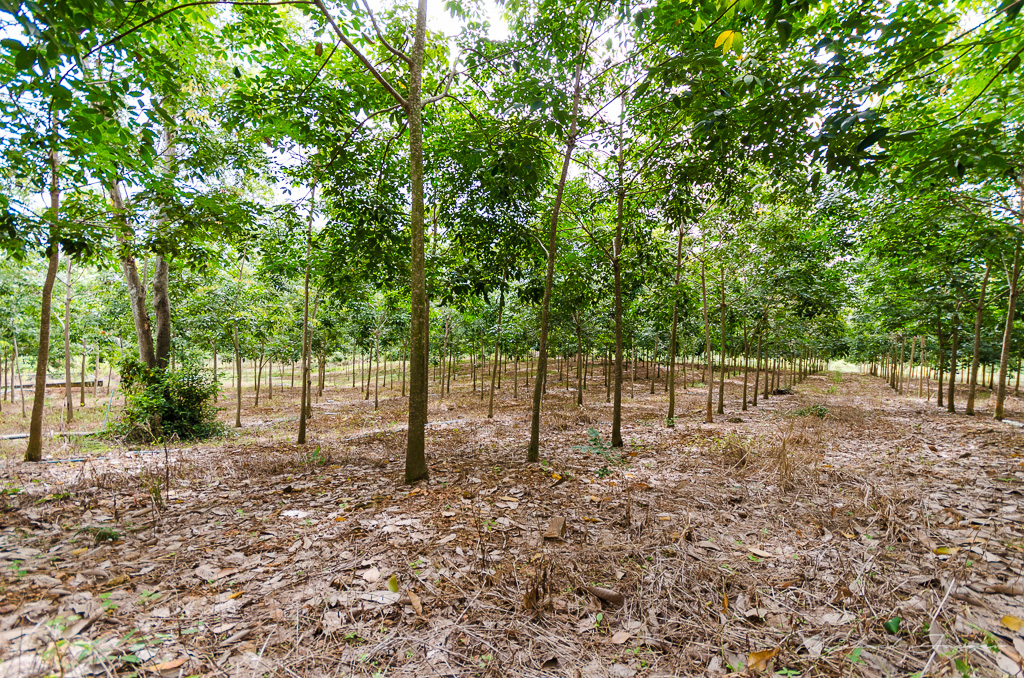 danei-farm-part-5-27.jpg