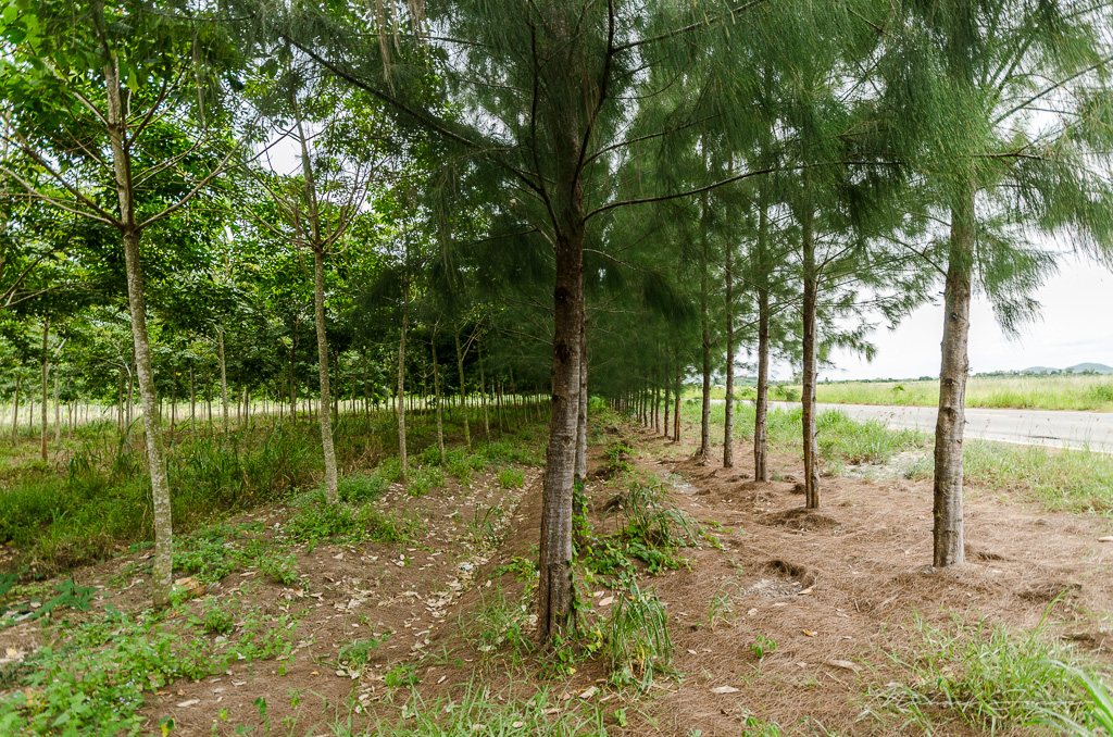 danei-farm-part-5-32.jpg
