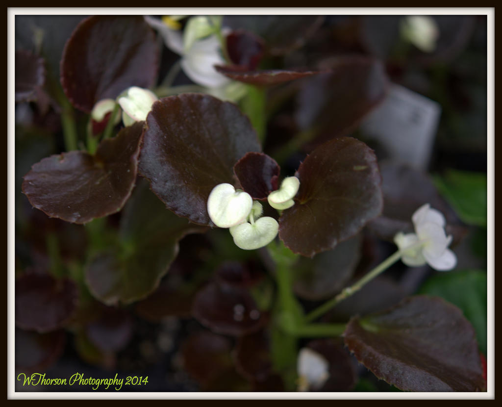 Dark Leaves, White Flowers.jpg