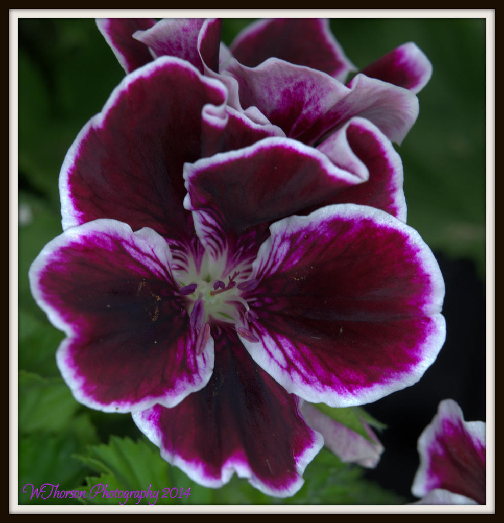 Dark Purple Geranium.jpg