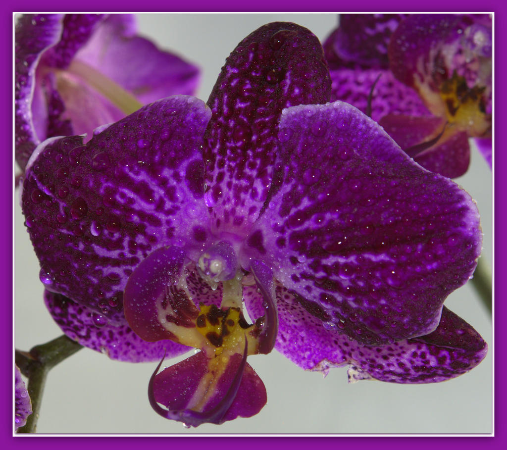 Dark Purple Orchid 5-6-2016.jpg