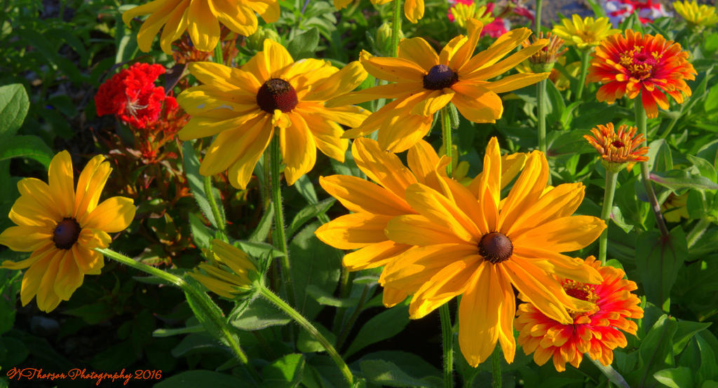 Dasiy's and Zinnia's 7-17-2016.jpg