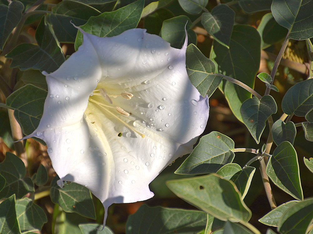 Datura.jpg