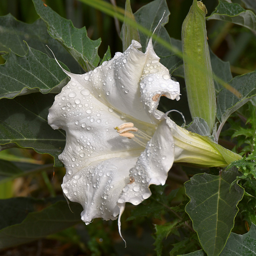 Datura.jpg
